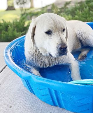8 millors piscines per a gossos per jugar durant tot l'estiu