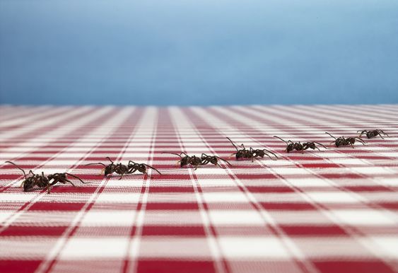 Πώς να απαλλαγείτε από μυρμήγκια στο σπίτι σας