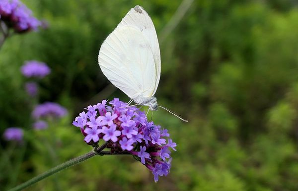 Hvid sommerfugl betydning - symbolsk og spirituel