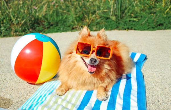 ¿Qué es el protector solar para perros? He aquí cómo proteger a su mascota de las quemaduras solares